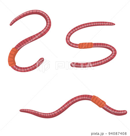 Set of earthworms. Isolated Fishing bait Set of earthworms. Isolated Fishing bait 94087408
