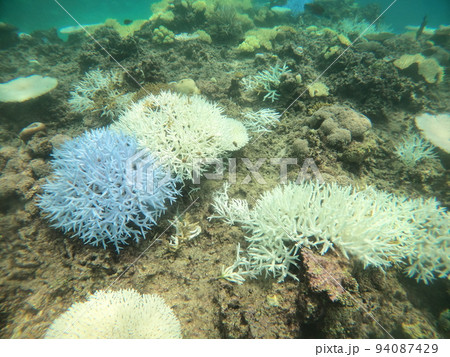 サンゴの白化現象と元気なサンゴの比較 地球温暖化 サンゴの白化現象と元気なサンゴの比較 地球温暖化 94087429
