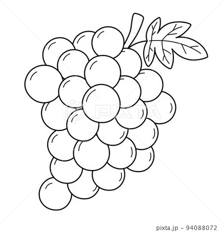 Grapes Fruit Isolated Coloring Page for Kids Grapes Fruit Isolated Coloring Page for Kids 94088072