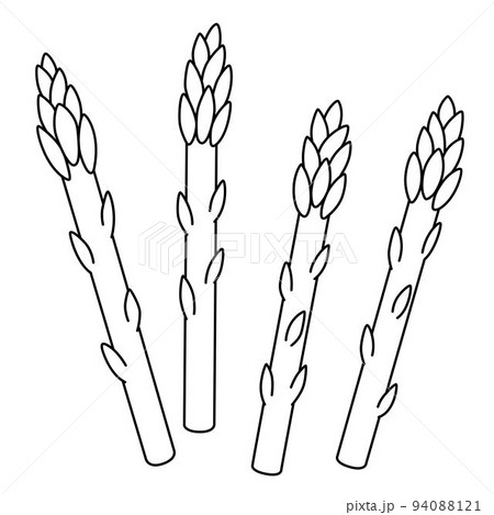 Asparagus Vegetable Isolated Coloring Page Asparagus Vegetable Isolated Coloring Page 94088121