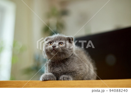 Cute playful scottish gray kitten on wooden table, workplace, 94088240