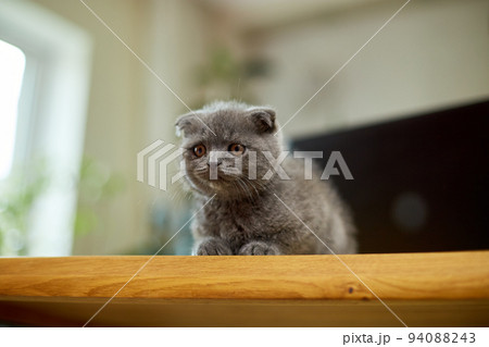 Cute playful scottish gray kitten on wooden table, workplace, 94088243