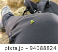 シャクトリムシ 94088824