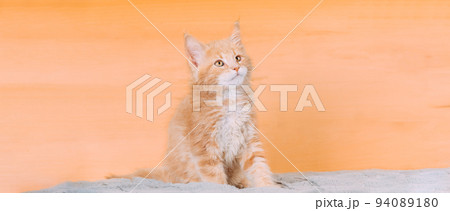Cat Copy Space Background In Calming Coral Color Colour. Young Red Maine Coon Kitten Cat Sitting On Sofa. Coon Cat, Maine Cat, Maine Shag. Amazing Pets Pet. Portrait On Backdrop In Yellow Light Orange Cat Copy Space Background In Calming Coral Color Colour. Young Red Maine Coon Kitten Cat Sitting On Sofa. Coon Cat, Maine Cat, Maine Shag. Amazing Pets Pet. Portrait On Backdrop In Yellow Light Orange 94089180