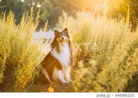 Tricolor Rough Collie, Funny Scottish Collie, Long-haired Collie, English Collie, Lassie Dog Sitting In Green Grass In Sunny Summer Evening. Portrait Dog 94089205