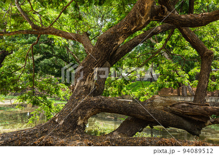 インド ケララ州のアラップーザの市街地を流れるヴァーダ運河と街並み インド ケララ州のアラップーザの市街地を流れるヴァーダ運河と街並み 94089512