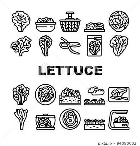 lettuce salad leaf vegetable icons set vectorのイラスト素材 [94090002] - PIXTA