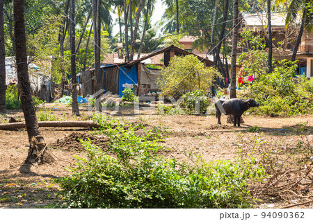 インド　ゴア州のベノーリム・ビーチへの道中の風景 94090362