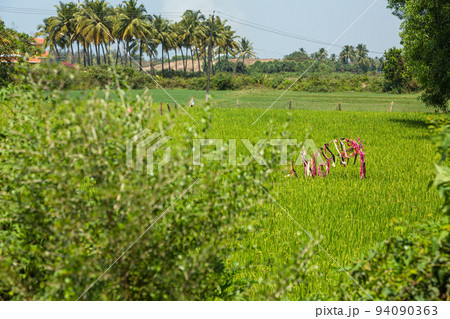 インド　ゴア州のベノーリム・ビーチへの道中の風景 94090363