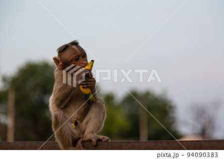 インド　ハンピの建造物群の一つヴィルパークシャ寺院の金網上でバナナを食べる小猿 94090383