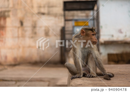 インド ハンピの建造物群の一つヴィルパークシャ寺院にいる野生の猿 インド ハンピの建造物群の一つヴィルパークシャ寺院にいる野生の猿 94090478