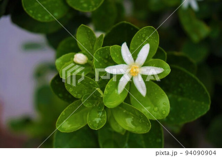 キンカン 金柑 花 大玉 キンカン 金柑 花 大玉 94090904