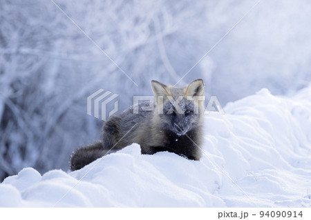 冬キツネ 冬キツネ 94090914