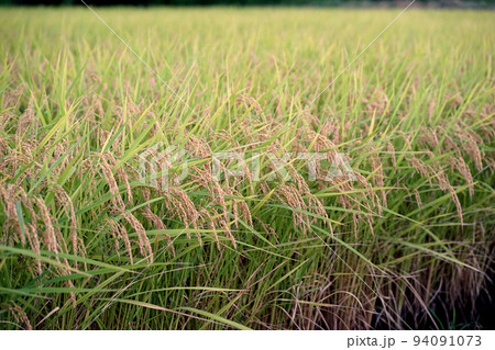 収穫　稲　秋　黄金色 94091073