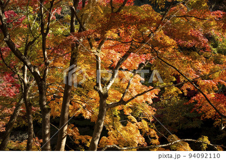 紅に染まる楓 紅に染まる楓 94092110
