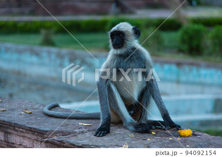 インド　ジョードプルのマンドールにあるマンドア・ガーデンに座り込む猿 94092154