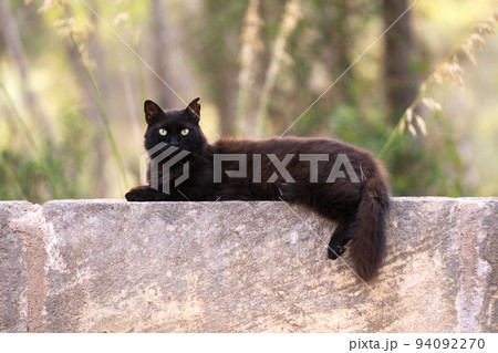 black stray cat with tipped ear resting on wall outdoors 94092270