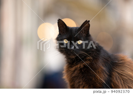 black fluffy stray cat portrait black fluffy stray cat portrait 94092370