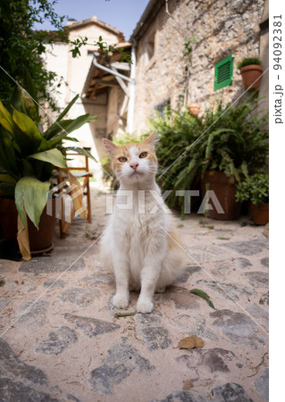 cat sitting in front of house in mallorca, spain 94092381