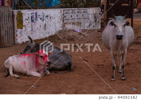 インド　プリーの街中にいる野良牛 94092382