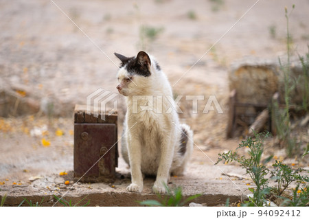 sick stray cat outdoors on mallorca, spain 94092412