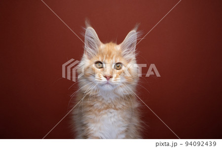 cute ginger maine coon kitten portrait 94092439