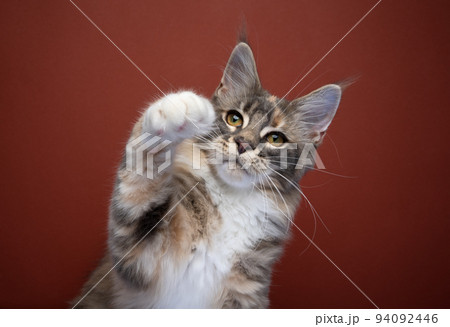 cute maine coon kitten playing raising paw 94092446