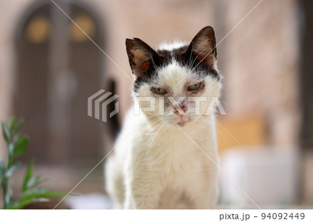 sick stray cat outdoors on mallorca, spain sick stray cat outdoors on mallorca, spain 94092449