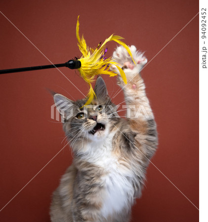 cute maine coon kitten playing raising paw 94092452