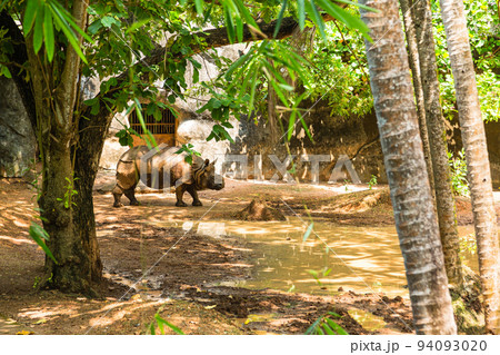 インド　ティルヴァナンタプラムの動物園にいるカバ 94093020