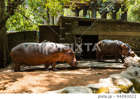 インド ティルヴァナンタプラムの動物園にいるカバ インド ティルヴァナンタプラムの動物園にいるカバ 94093022