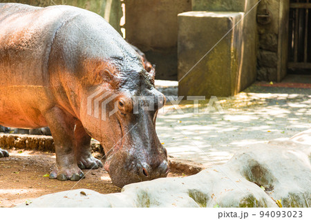 インド ティルヴァナンタプラムの動物園にいるカバ インド ティルヴァナンタプラムの動物園にいるカバ 94093023