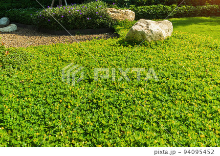 The morning sunshine shines on the large rocks and pinto peanut ground in the garden, beautifully decorated in front of the house, Landscape design for the background, Peaceful Garden, Green garden. 94095452