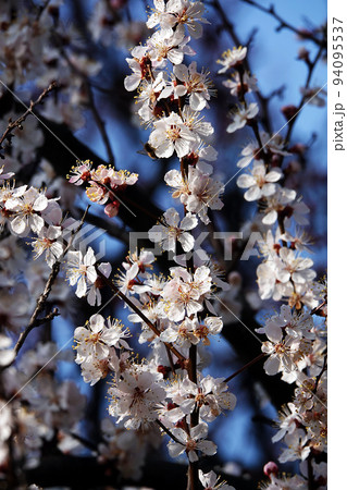 In spring, flowers on fruit trees bloom from the buds. In spring, flowers on fruit trees bloom from the buds. 94095537