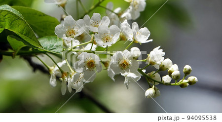 In spring, lilac trees bloom in large clusters of flowers. In spring, lilac trees bloom in large clusters of flowers. 94095538
