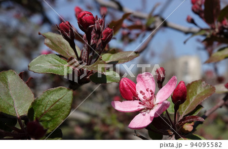 In spring, flowers on fruit trees bloom from the buds. 94095582