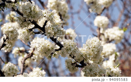 Apple tree blossoms in spring, strewn all its branches with white flowers 94095583