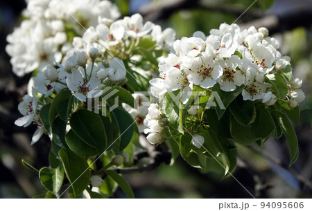 Apple tree blossoms in spring, strewn all its branches with white flowers Apple tree blossoms in spring, strewn all its branches with white flowers 94095606