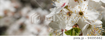 Apple tree blossoms in spring, strewn all its branches with white flowers 94095662