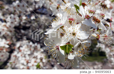 Apple tree blossoms in spring, strewn all its branches with white flowers 94095663