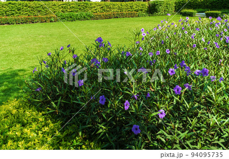 Green grass in the front yard, Modern house with beautiful landscaped front yard, Lawn and garden blur background, The design concept for background. 94095735
