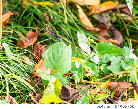 秋の景色　葉っぱで休憩するハグロトンボ 94095759