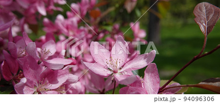 Blooming Apple tree in spring in Ukraine 94096306
