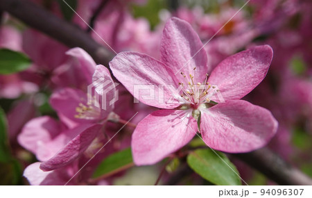 Blooming Apple tree in spring in Ukraine 94096307