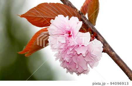 In the spring, flowers bloom on fruit trees In the spring, flowers bloom on fruit trees 94096913