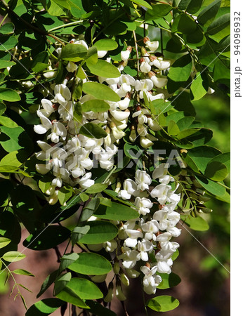 Acacia blooming in spring is flowers, leaves and needles. Acacia blooming in spring is flowers, leaves and needles. 94096932
