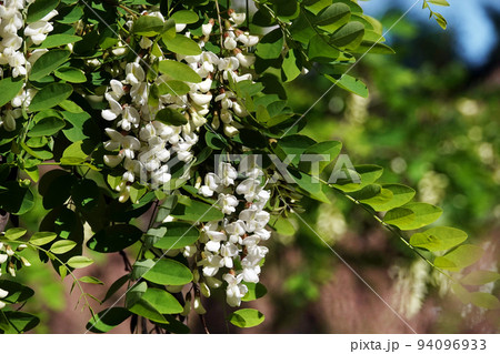 Acacia blooming in spring is flowers, leaves and needles. Acacia blooming in spring is flowers, leaves and needles. 94096933
