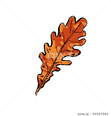 Autumn red oak leaf. Hand-drawn textured herb 94097684