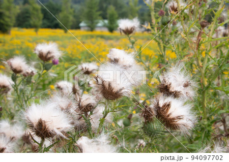 アザミ アザミ 94097702