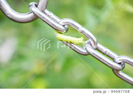 芋虫 芋虫 94097708